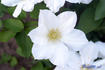 Toki clematis photo