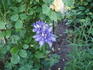 Daniel Deronda clematis photo