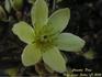 Pixie clematis photo