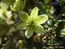 Pixie clematis photo