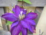 Daniel Deronda clematis photo