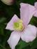 Tetrarose clematis photo