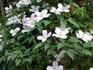 Tetrarose clematis photo