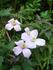 Tetrarose clematis photo