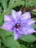 Königskind blau clematis photo