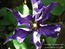 Guiding Star clematis photo