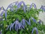 C. alpina 'Columbine' clematis photo