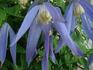 C. alpina 'Columbine' clematis photo