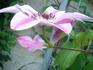 C. 'Capitaine Thuilleaux' clematis photo