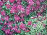 C. viticella 'Kermesina' clematis photo