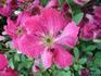 C. viticella 'Kermesina' clematis photo