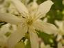 C. recta clematis photo