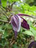 <i>C. ochotensis</i> clematis photo