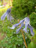 Hendersonii clematis photo