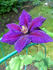 Julka clematis photo
