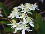 Terniflora clematis photo