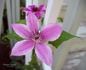 Carnaby clematis photo