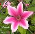 Carnaby clematis photo