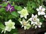 Silver Star Vinery Clematis clematis photo