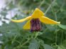 Golden Tiara clematis photo