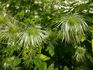 Golden Tiara clematis photo