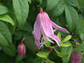 Rosy O'Grady clematis photo