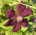 Kiew clematis photo