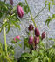Rosy O'Grady clematis photo