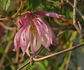 Rosy O'Grady clematis photo