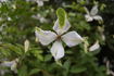 C. viticella 'Alba Luxurians' clematis photo