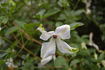 C. viticella 'Alba Luxurians' clematis photo