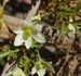 Early Sensation clematis photo