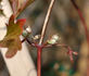 Early Sensation clematis photo