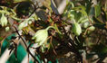 Early Sensation clematis photo