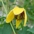 Golden Tiara clematis photo