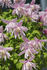 macropetala 'Markham's Pink' clematis photo