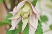 C. alpina 'Pink Flamingo' clematis photo