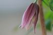C. alpina 'Pink Flamingo' clematis photo