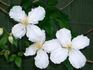 montana 'Alba' clematis photo