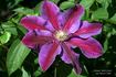 Beth Currie clematis photo