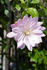 Violet Elizabeth clematis photo