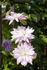 Violet Elizabeth clematis photo