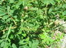 Haidee rose photo