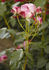 Jupiter rose photo