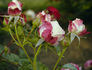 Jupiter rose photo