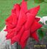 Burgund rose photo