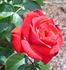 Rheinaupark ® rose photo