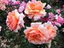 Barbara Windsor rose photo