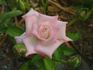 Standing Ovation ™ rose photo