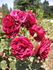 Lea rose photo